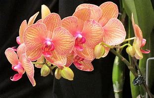 Image result for orquidáceo