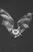 Image result for Forrest Honduran Bat