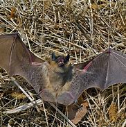 Image result for Evening Bat