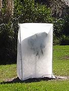 Image result for Citrus Tree Plastic Screen Protector