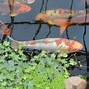 Image result for Facts About Koi Fish