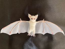 Image result for Albino Vampire Bat