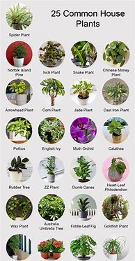 Image result for Common House Plants and Names