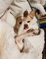 Image result for Chihuahua with Glasses