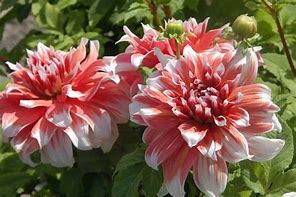 Image result for Dahlia Frost Nip