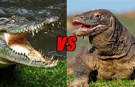 Image result for Crocodile and Komodo Dragon