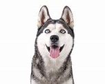 Image result for Silly Husky