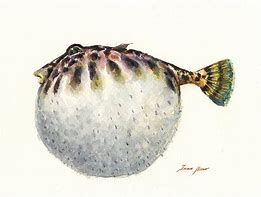 Image result for Blowfish Art