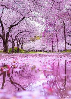 Pin by すずん on other | Cherry blossom japan, Sakura tree, Nature