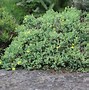 Image result for Hypericum aegypticum