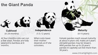 Image result for Panda Life Cycle
