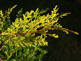 Image result for Cupressocyparis leylandii Castlewellan Gold