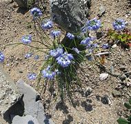 Image result for Allium beesianum