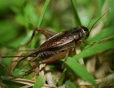 Image result for Field Cricket Species China