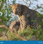 Image result for Mean Leopard