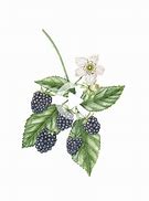 Image result for BlackBerry Blossom Clip Art