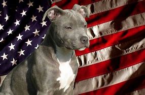 Image result for Pit Bull American Flag Images