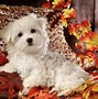 Image result for Cute Fall Pictures of You