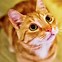 Image result for Orange Cat Head