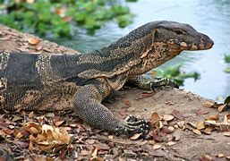 Image result for Giant Water Monitor Lizard