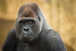 Image result for Male Gorilla