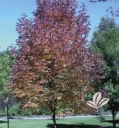 Image result for Fraxinus americana Autumn Purple