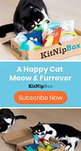 Image result for Toys for Kittens