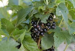 Image result for Ribes nigrum Ben Connan (r)