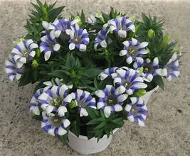 Image result for Gentiana White Magic