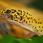 Image result for Lizard as a Pet