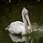 Image result for Pelican Life Cycle