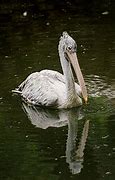 Image result for Yellow Pelican