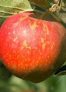 Image result for Red Apple Plant