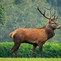 Image result for Native Animals Is Scotland