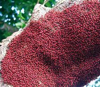 Image result for Red Maple Tree Bugs