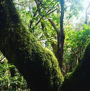 Image result for jungla