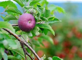 Image result for heirloom apples orchards