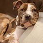 Image result for Whippet Pit Bull Mix