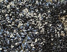 Image result for Saltwater Mussels