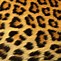 Image result for White and Purple Cheetah Print
