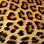 Image result for Cheetah Print Pattern