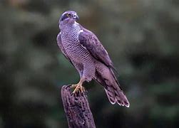 Image result for What Is the Biggest Hawk in the World