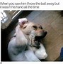Image result for Laughing Dog Meme GIF