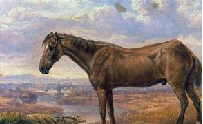 Image result for Oldest Horse Alive