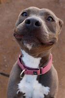 Image result for Funny Dog Smile