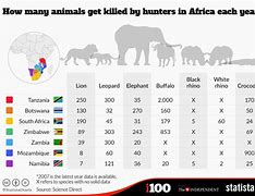 Image result for How Many Animals Are Killed Each Year