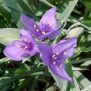 Image result for Tradescantia ohiensis