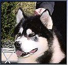 Image result for Alaskan Malamute Wolf Mix