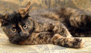 Image result for Turtle Shell Calico Cat