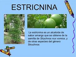 Image result for estricnina
